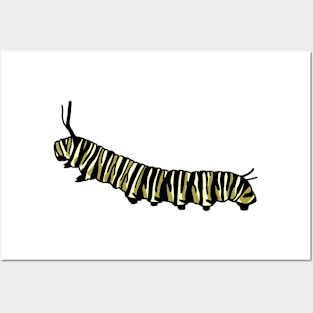 Monarch Caterpillar Posters and Art